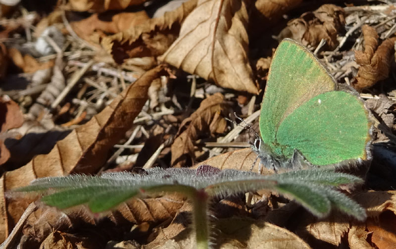 Callophrys rubi - Lycaenidae